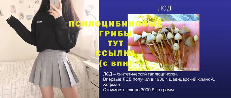 наркота  Козьмодемьянск  ОМГ ОМГ как войти  Псилоцибиновые грибы Psilocybe 